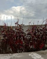 Tulsi Seeds — Ocimum tenuiflorum