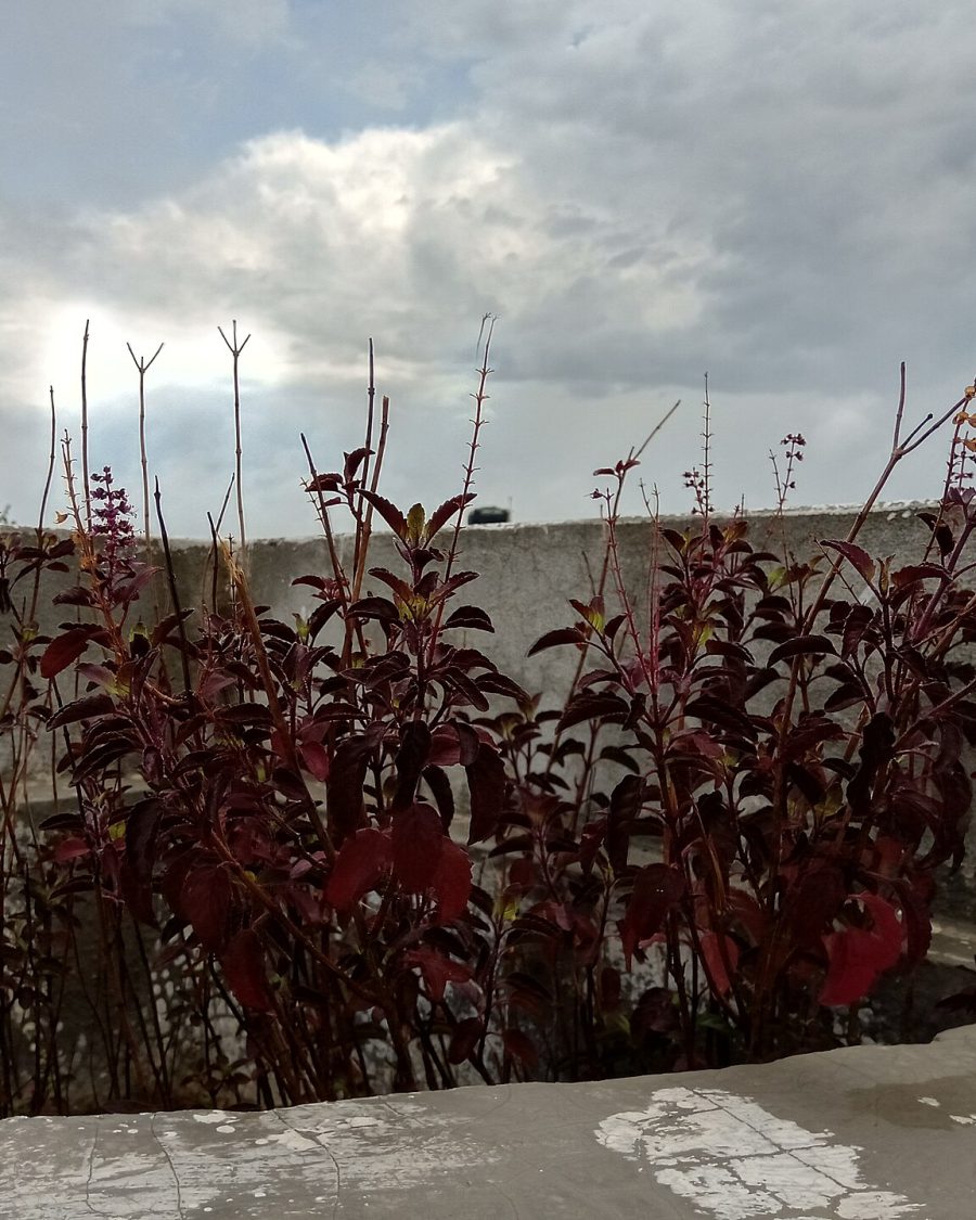 Tulsi Seeds — Ocimum tenuiflorum