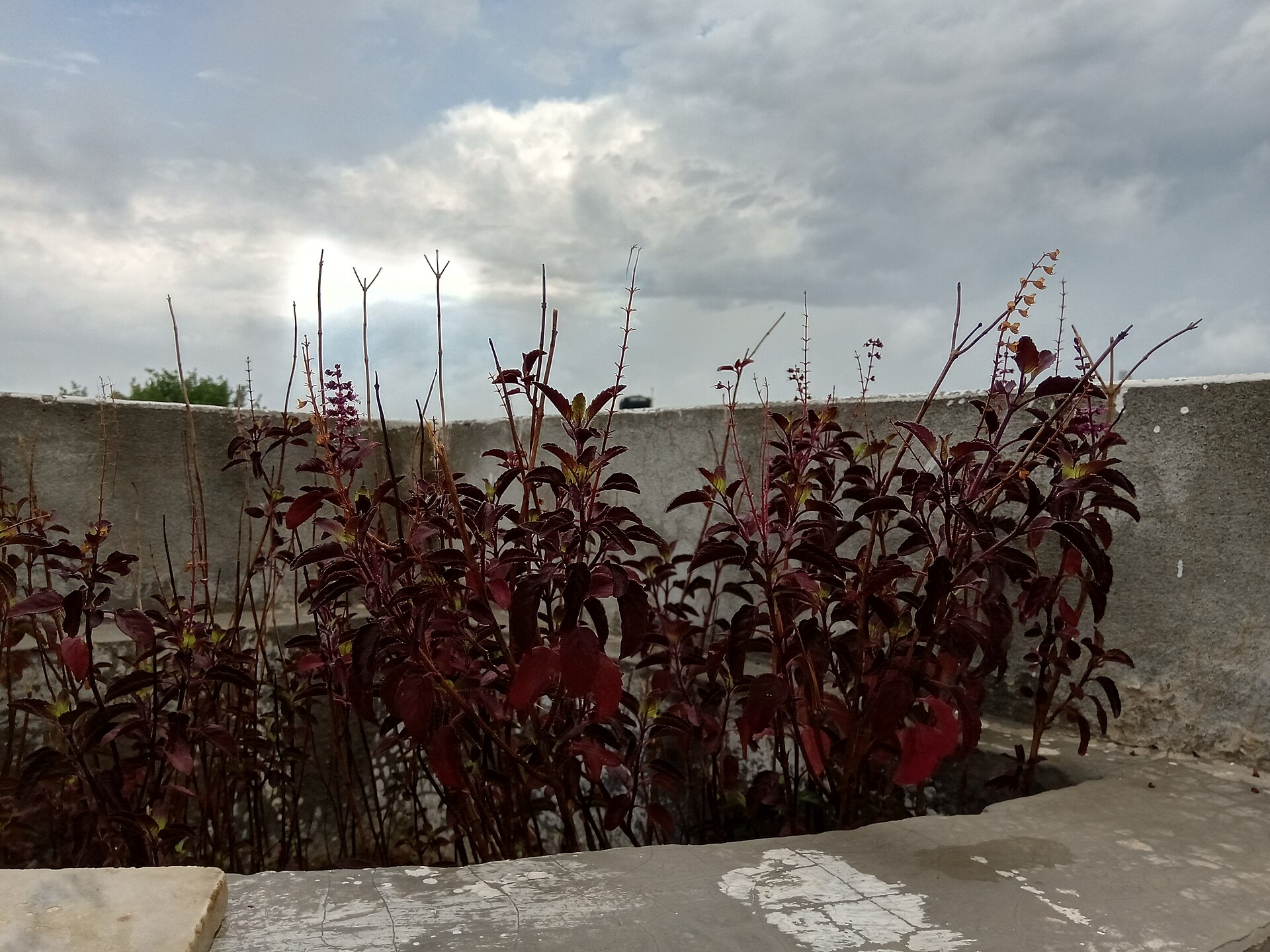 Tulsi Seeds — Ocimum tenuiflorum