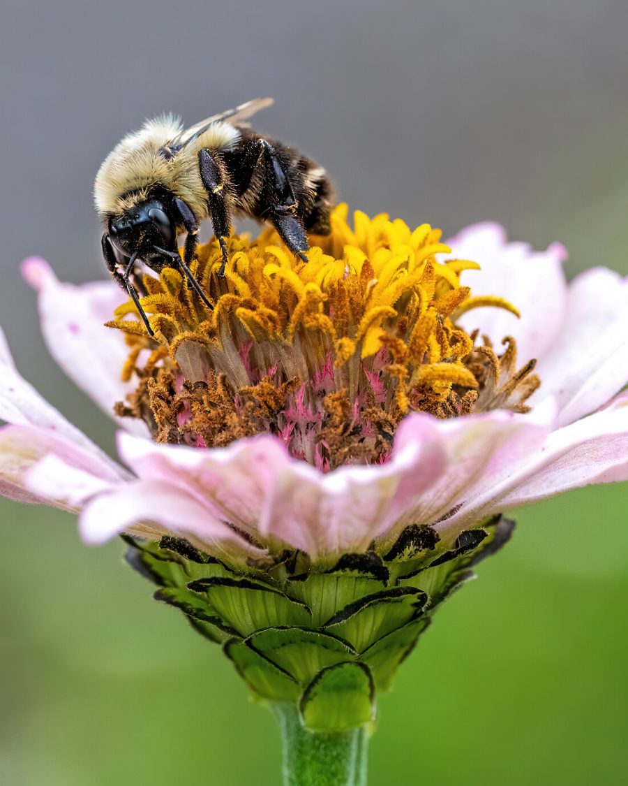 Zinnia Seeds — Zinnia elegans