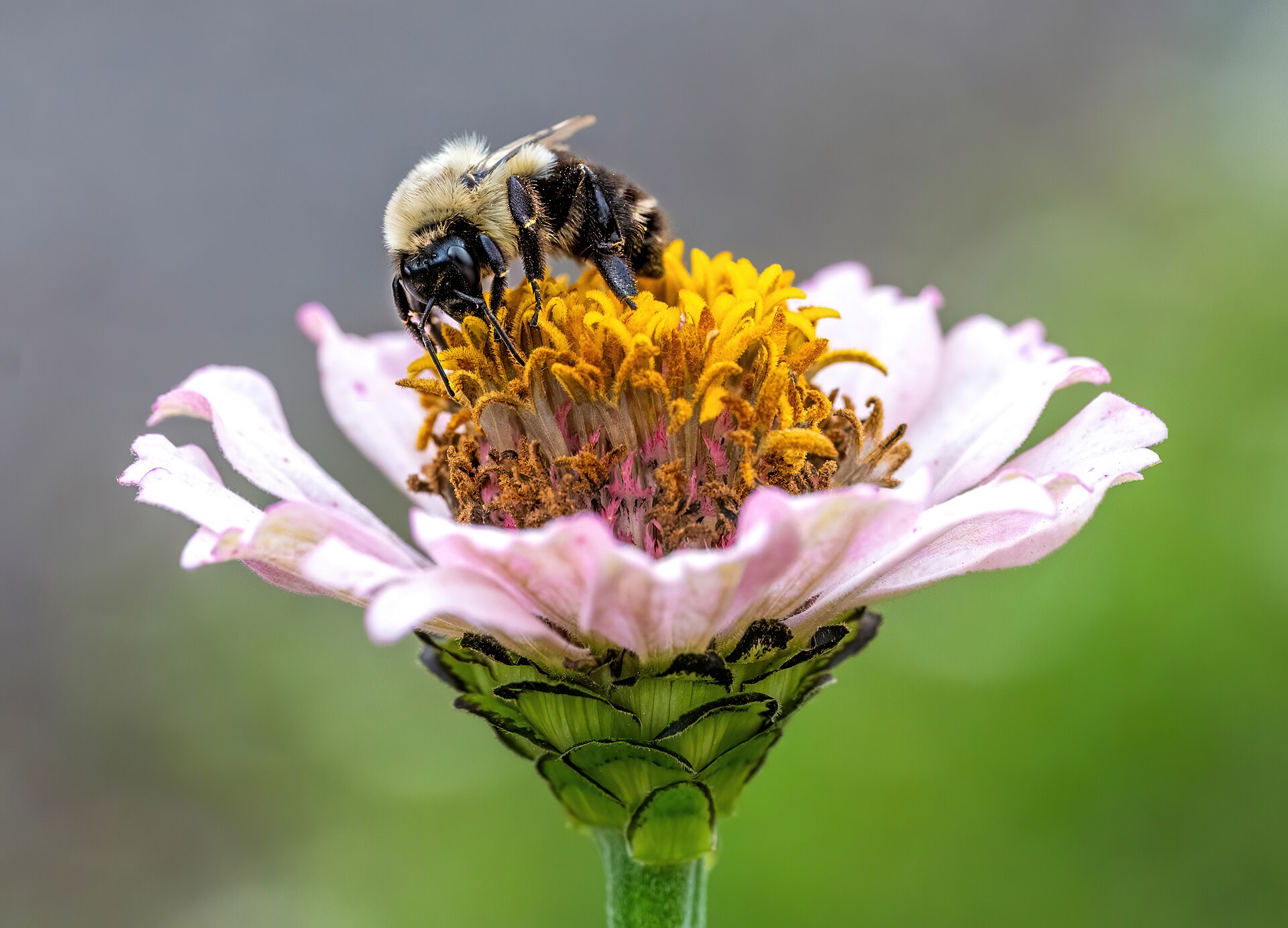 Zinnia Seeds — Zinnia elegans